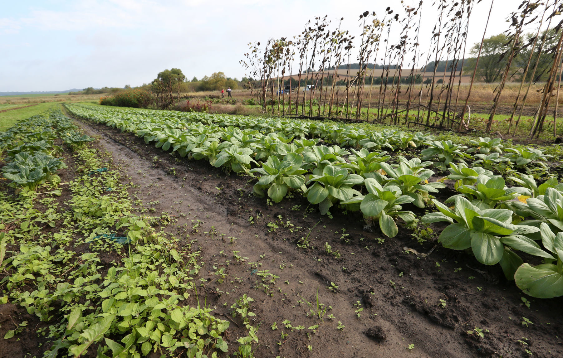 CROSSROADS COMMUNITY FARM